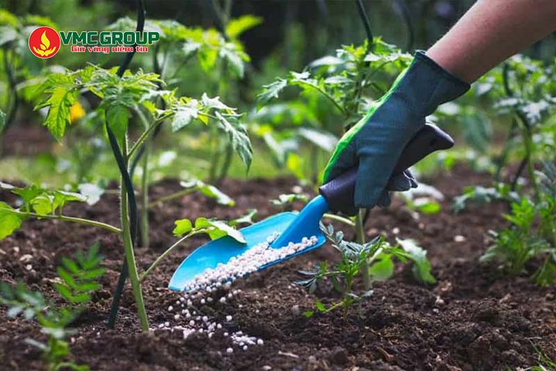 KCl được ứng dụng phổ biến trong trồng trọt