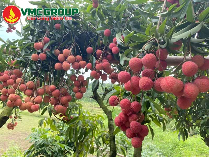 Vai trò của kẽm sunfat trong phân bón