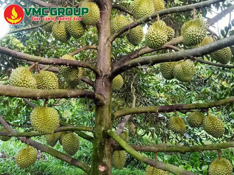 Kali Sunfat là gì và tại sao lại quan trọng?