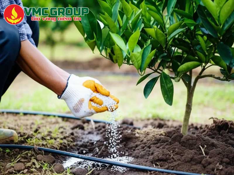 Hướng dẫn sử dụng phân Kali Sunphat đúng kỹ thuật