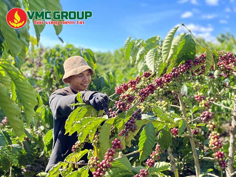 Ứng dụng Magie Sunphat trong nông nghiệp