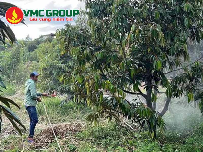 Phương pháp sử dụng MgSO4 - Phun qua lá