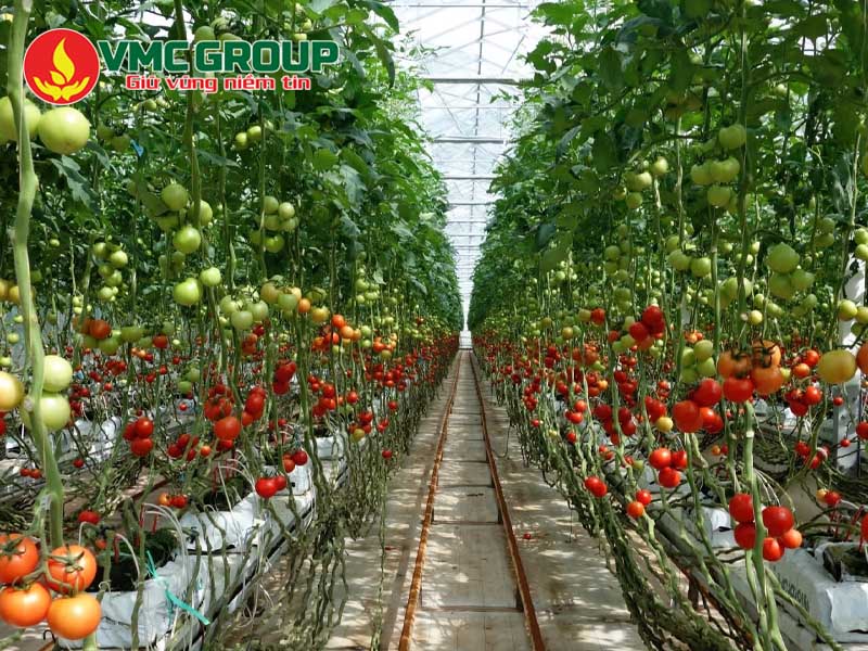 Vai trò của Magie Sunphat đối với cây trồng