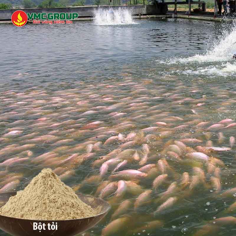 Bột tỏi trong thủy sản